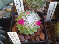 Mammillaria polythele f. nuda